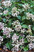 HYDRANGEA INVOLUCCRATA MULTIPLEXA