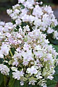 HYDRANGEA INVOLUCCRATA MULTIPLEXA