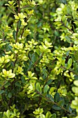 ILEX CRENATA GREEN HEDGE