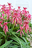 LACHENALIA BULBIFERA GEORGE