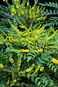 MAHONIA X MEDIA BUCKLAND