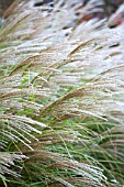 MISCANTHUS SINENSIS GRACILLIMUS