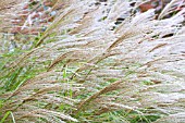 MISCANTHUS SINENSIS GRACILLIMUS