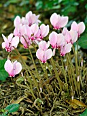 CYCLAMEN HEDERIFOLIUM