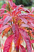 RHODODENDRON CANNONS DOUBLE