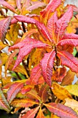 RHODODENDRON LUTEUM