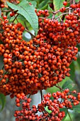 SORBUS SARGENTIANA