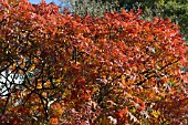 SORBUS SARGENTIANA