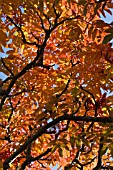 SORBUS SARGENTIANA