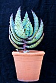 ALOE FEROX