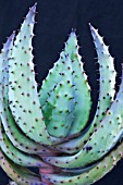 ALOE FEROX