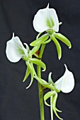 ANGRAECUM EBURNEUM VAR GIRYAMAE