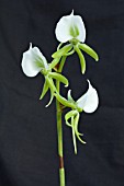 ANGRAECUM EBURNEUM VAR GIRYAMAE