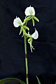 ANGRAECUM EBURNEUM VAR GIRYAMAE