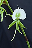 ANGRAECUM EBURNEUM VAR GIRYAMAE