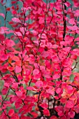 BERBERIS THUNBERGII ORANGE ROCKET