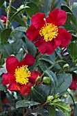 CAMELLIA X VERNALIS YULETIDE