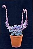 ECHEVERIA DUCHESS OF NURENBURG