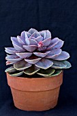 ECHEVERIA MAGIC RED