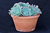 ECHEVERIA ELEGANS