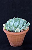 ECHEVERIA RUNYONII TOPSEY TURVEY