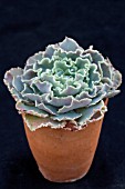 ECHEVERIA SHAVIANA