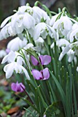 GALANTHUS NIVALIS FLORE PLENO AGM & CYCLAMEN COUM AGM