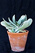 GASTERIA SP