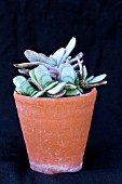 GASTERIA OLD SMOKEY