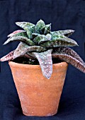 GASTERIA BATESIANA