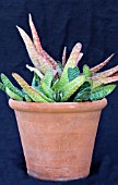 GASTERIA CARINATA REPENS