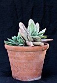 GASTERIA MACULATA LITTLE WARTY