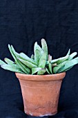 GASTERIA SCHWEIRCHEROTIANA