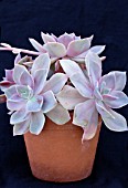 GRAPTOPETALUM PARAGUAYENSE