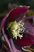 HELLEBORUS X HYBRIDUS DEEP RED