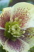 HELLEBORUS X HYBRIDUS YELLOW & RED