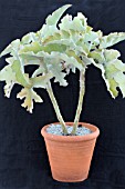 KALANCHOE BEHARENSIS