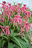 LACHENALIA BULBIFERA GEORGE