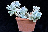 PACHYPHYTUM BRACTEOSUM