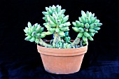 PACHYPHYTUM COMPACTUM