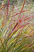 PANICUM SHENANDOAH