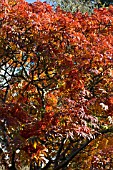 SORBUS SARGENTIANA