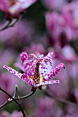 TRICYRTIS FORMOSANA