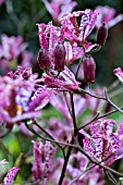 TRICYRTIS FORMOSANA