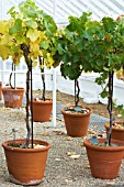 VITIS VINIFERA MADRESFIELD COURT & MRS PRINCES BLACK MUSCAT