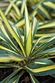 YUCCA FILAMENTOSA COLOR GUARD