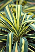 YUCCA FILAMENTOSA COLOR GUARD