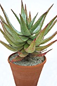 ALOE FEROX