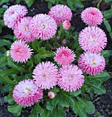 BELLIS PERENNIS POMPONETTE PINK