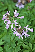 CARDAMINE QUINQUEFOLIA